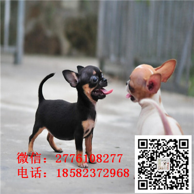 北京哪里有纯种健康的吉娃娃出售 吉娃娃哪里
