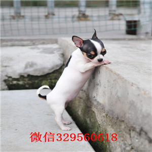 璧山哪里有卖纯种吉娃娃吉娃娃幼犬出售白色吉