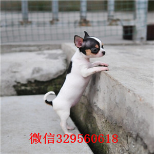 渝中哪里卖吉娃娃幼犬吉娃娃幼犬出售黑白花吉