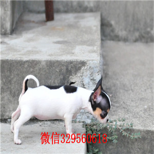 彭水犬舍出售纯种吉娃娃吉娃娃幼犬出售黑白花