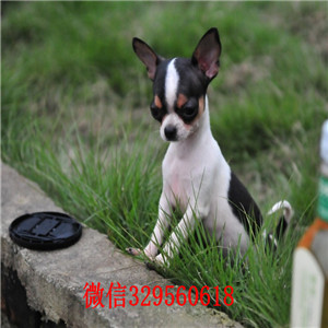 济南哪里有卖吉娃娃茶杯吉娃娃多少钱黄色吉娃