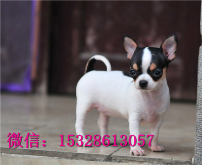 郑州哪里有卖吉娃娃 纯种吉娃娃幼犬多少钱 健