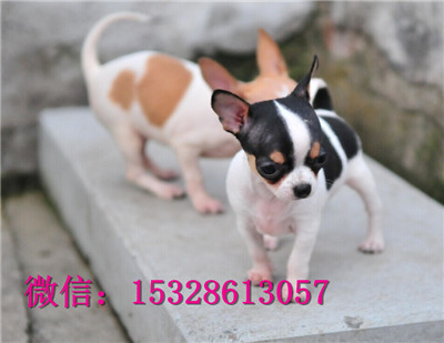 沈阳哪里有卖纯种吉娃娃 赛级苹果头吉娃娃多