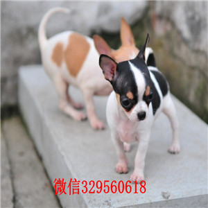 万盛哪里有卖吉娃娃吉娃娃幼犬出售苹果头大眼