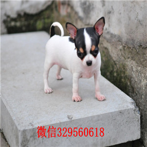 枣庄犬舍出售纯种吉娃娃吉娃娃多少钱一只黄色