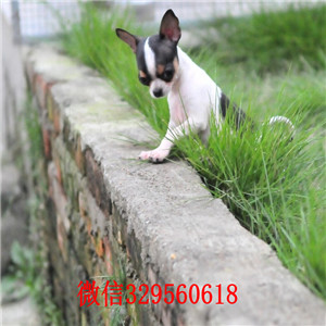 哈尔滨哪里能买到吉娃娃吉娃娃多少钱一只黑色