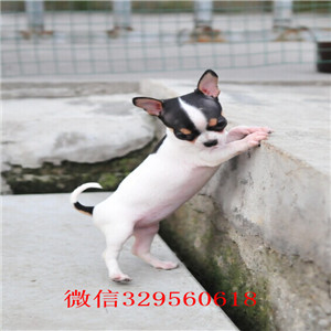 綦江哪里能买到吉娃娃吉娃娃多少钱一只黄色吉