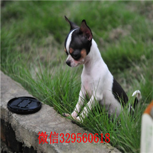 辽阳哪里卖吉娃娃幼犬吉娃娃幼犬出售黄色吉娃