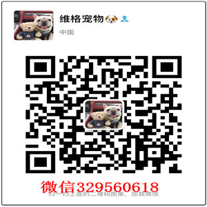 呼和浩特哪里卖吉娃娃幼犬吉娃娃多少钱一只苹