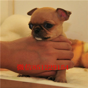 福州吉娃娃价格一般多少_吉娃娃好养吗_带证书可签协