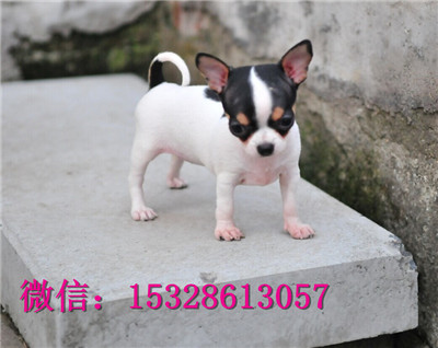 西安哪里有卖吉娃娃 纯种苹果头吉娃娃多少钱 