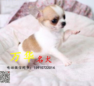 出售纯种吉娃娃 吉娃娃多少钱 吉娃娃颜色