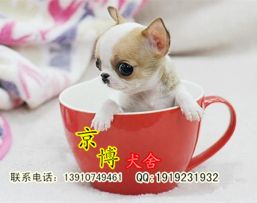 茶杯吉娃娃出售 吉娃娃多少钱一只 吉娃娃好养