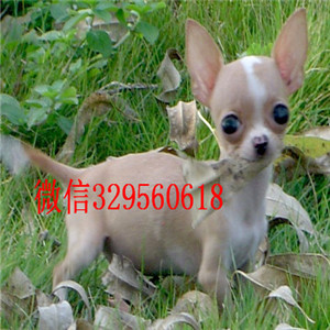  防城港犬舍出售优品相纯品种健康吉娃娃防城