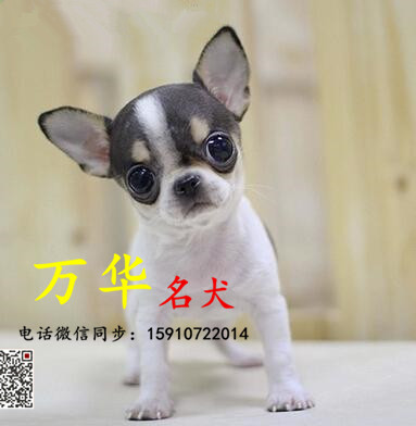 三个月大吉娃娃好养活吗 吉娃娃幼犬多少钱一