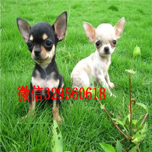 甘孜哪里出售吉娃娃幼犬甘孜哪里能买到健康的吉娃娃狗狗