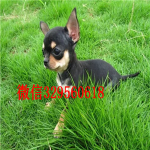 甘孜哪里出售吉娃娃幼犬甘孜哪里能买到健康的吉娃娃狗狗