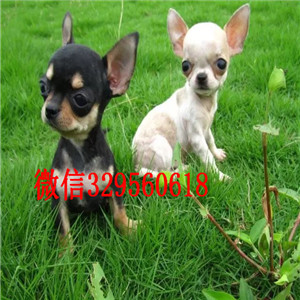  汕头出售纯种墨西哥精品吉娃娃，纯种玩具吉娃