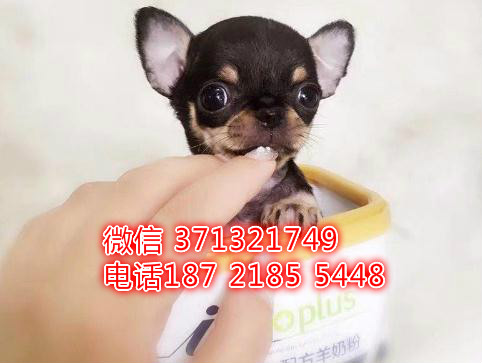 吉娃娃犬出售 长不大吉娃娃犬 济南犬舍 济南