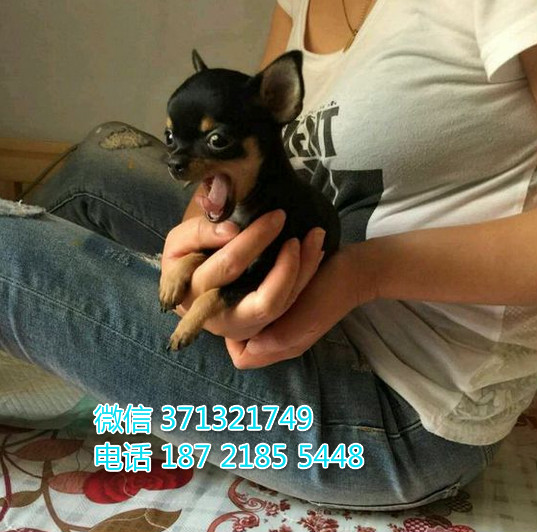 吉娃娃出售北京犬舍繁殖吉娃娃狗狗，袖珍犬吉娃