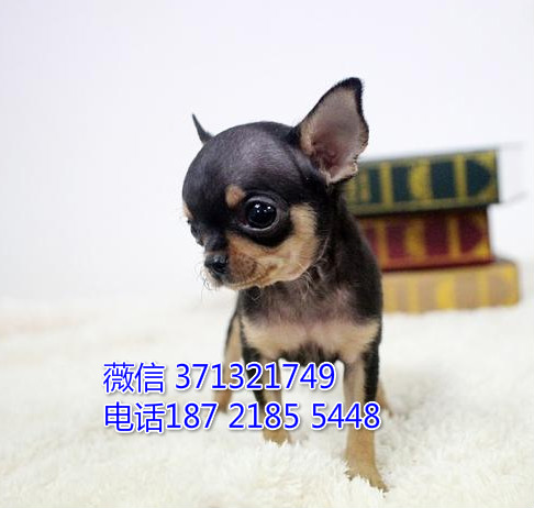 吉娃娃犬出售，铁包金色吉娃娃狗狗，狗场繁殖 郑州犬舍