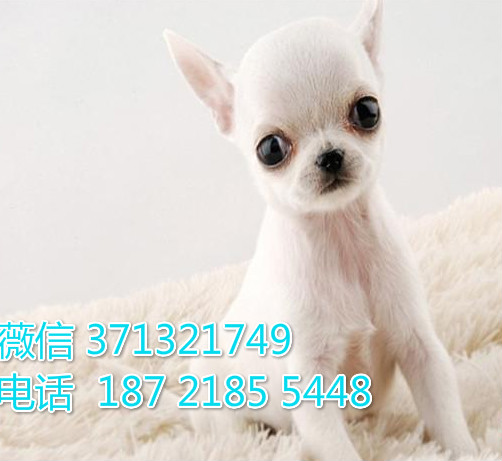 吉娃娃犬出售袖珍犬，白色茶杯狗狗，合肥犬舍