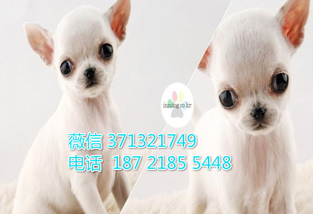 吉娃娃犬出售袖珍犬，白色茶杯狗狗，合肥犬舍