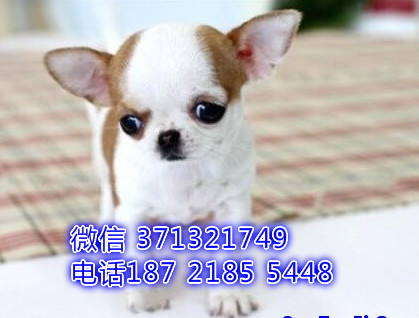 哈尔滨犬舍基地出售 吉娃娃犬 黄白色 棕色吉