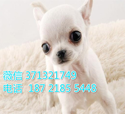 福州吉娃娃犬出售 白色苹果头吉娃娃犬 犬繁殖