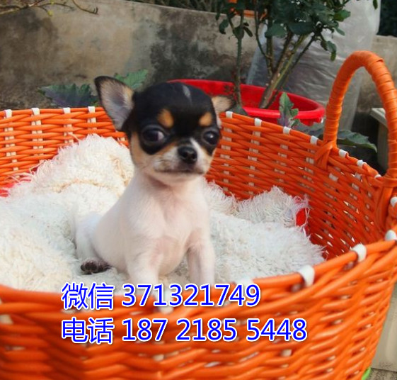 成都吉娃娃犬出售纯种幼犬，黑白色 长不大小体
