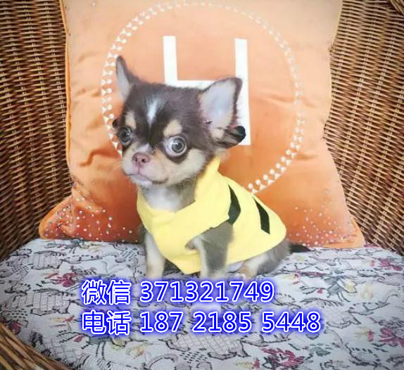 吉娃娃出售大连犬舍繁殖吉娃娃狗狗，袖珍犬吉娃娃狗狗