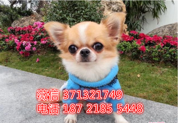 吉娃娃犬出售 重庆吉娃娃犬幼犬 品相好自家繁