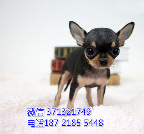 吉娃娃犬出售 南宁吉娃娃犬幼犬 品相好自家繁