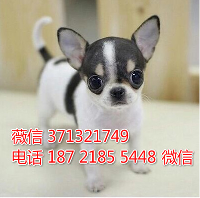 吉娃娃犬出售纯种幼犬 苹果头吉娃娃 成都犬舍