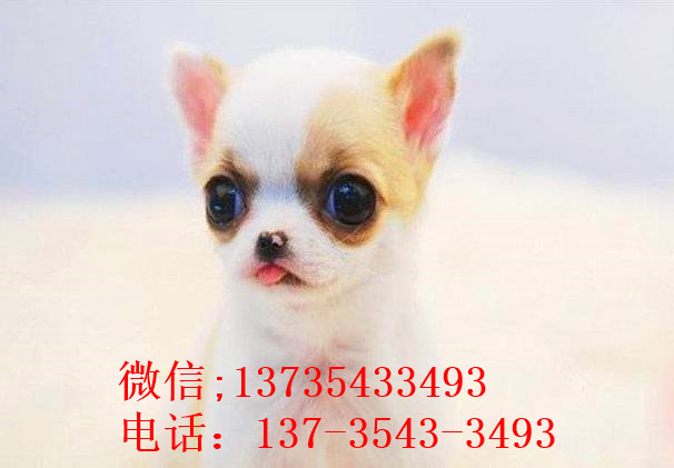 北京宠物狗狗犬舍出售吉娃娃犬 哪里有买狗卖狗领养狗狗