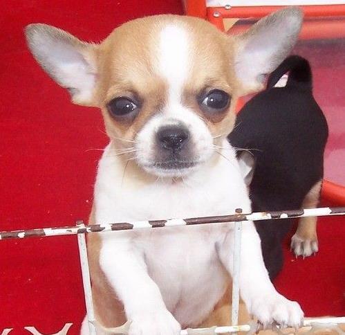 内蒙古宠物狗狗犬舍出售吉娃娃犬 哪里有买狗