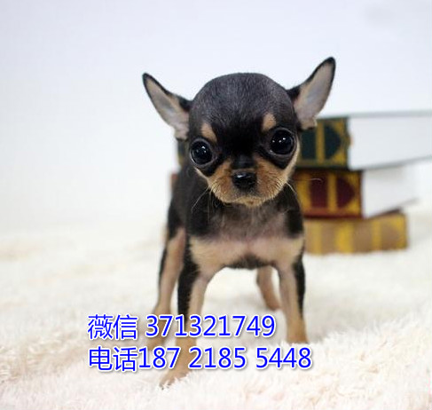 吉娃娃出售 黑色的小体吉娃娃狗狗 福州犬舍