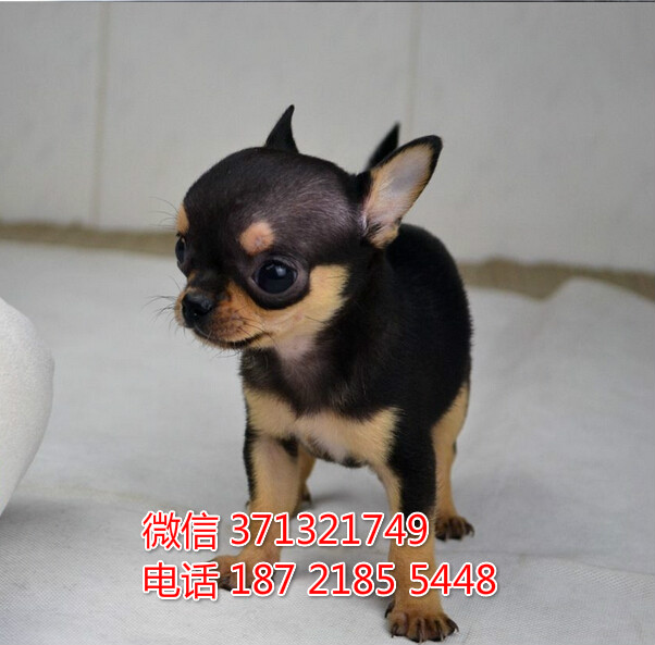 哈尔滨犬舍出售 吉娃娃犬狗狗幼犬 哈尔滨哪里有狗场