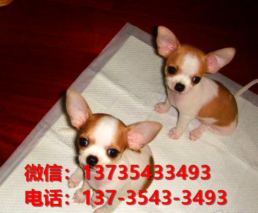 郑州犬舍 哪里有宠物狗领养 狗市场在哪 网上卖狗买狗信息