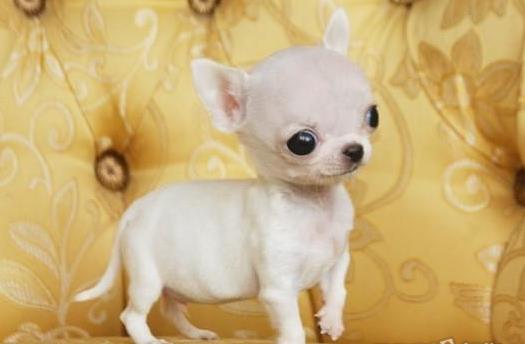 成都宠物狗犬舍出售纯种吉娃娃犬 网上哪里有