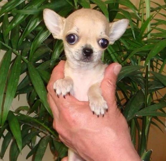 随州宠物狗犬舍直销吉娃娃犬 狗市场在哪 网上