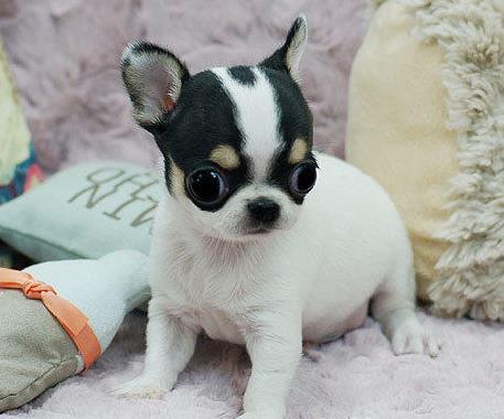 北海犬舍出售纯种吉娃娃犬宠物狗市场在哪卖狗