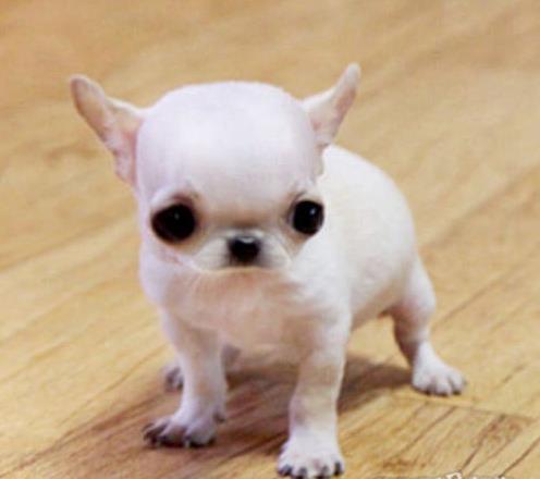 济南犬舍 哪里有宠物狗领养 狗市场在哪 网上