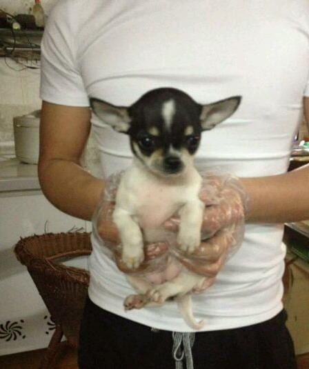 周口宠物狗犬舍直销吉娃娃犬 狗市场在哪 网上