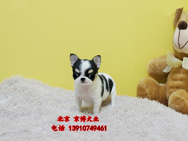 吉娃娃幼犬 小体吉娃娃出售 纯种吉娃娃多少钱