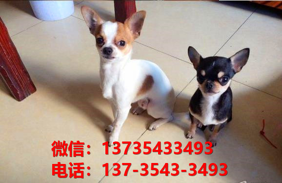 福州宠物狗犬舍出售纯种吉娃娃犬 网上哪里有狗狗买卖