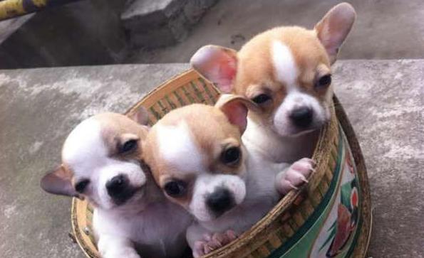 北京宠物狗狗犬舍出售吉娃娃犬 哪里有买狗卖