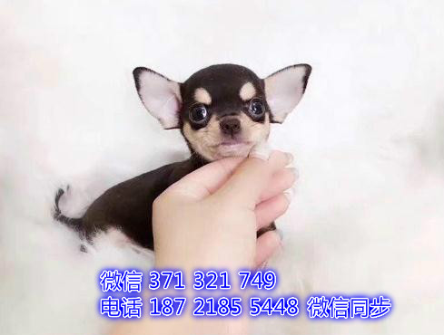 长沙特价吉娃娃犬出售纯种幼犬 长沙犬舍哪里