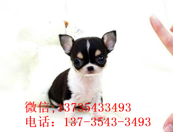 哈尔滨宠物狗犬舍出售吉娃娃犬 健康活泼好养