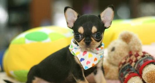 温州宠物狗狗犬舍出售吉娃娃犬 哪里有买狗卖